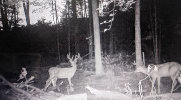 A trail cam pic of Several large whitetail bucks with heavy tines seen over a watering hole in a forest where recent timber harvesting has taken place