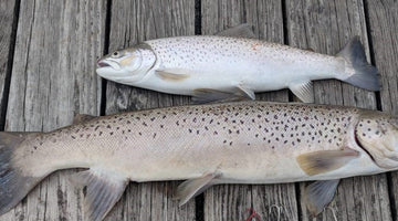 Niches get Britches: The Birth and Story of Custom RIFT™ Fishing Spoons