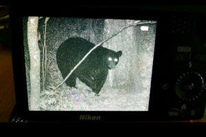 The Bear Encounter: A Deer Camp Story