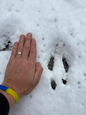 Scout Big, Hunt Small: Take-aways from Twenty Years of Hunting Whitetail Deer