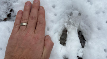 Scout Big, Hunt Small: Take-aways from Twenty Years of Hunting Whitetail Deer