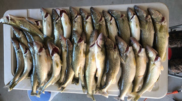 Canadian Fishing License A Step by Step Buyer’s Guide
