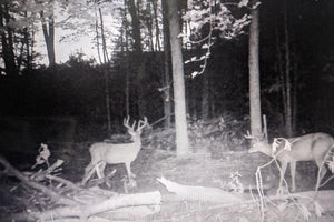 A trail cam pic of Several large whitetail bucks with heavy tines seen over a watering hole in a forest where recent timber harvesting has taken place