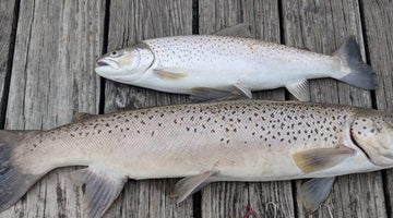Niches get Britches: The Birth and Story of RIFTech™ Fishing Spoons