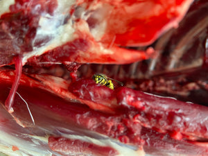 A yellow jacket wasp, aka meat bee, eating raw meat from a freshly killed deer carcass