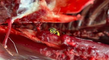A yellow jacket wasp, aka meat bee, eating raw meat from a freshly killed deer carcass