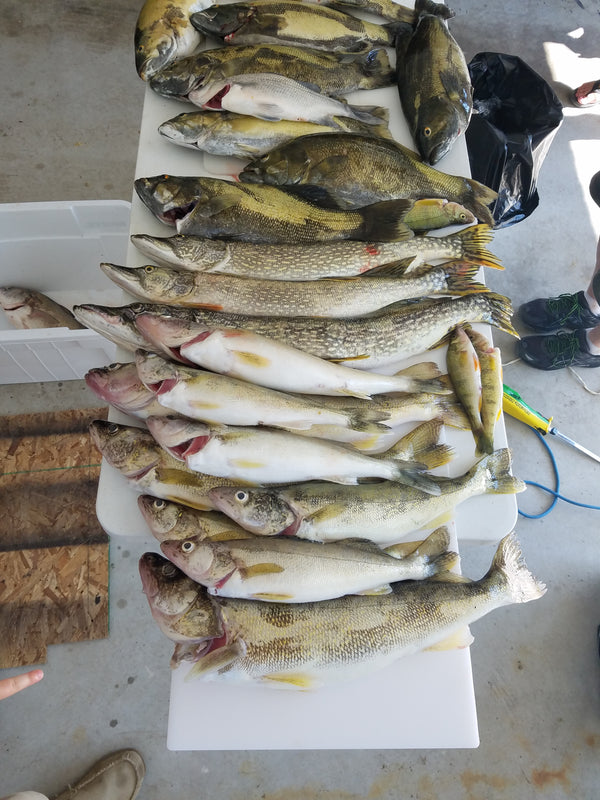 A white folding table in a garage with nine walleye, three pike, eight bass, and one silver bass on it.