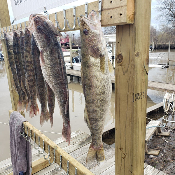 A catch of several walleye hanging vertically from a two-by-four suspended across two four-by-fours set in the ground..