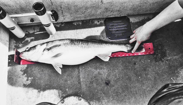 A twelve (12) pound master angler walleye that measures over thirty (30) inches.