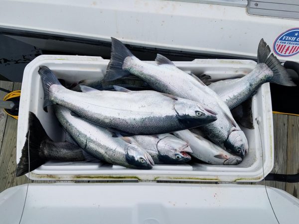 A fishing cooler full of salmon and steelhead