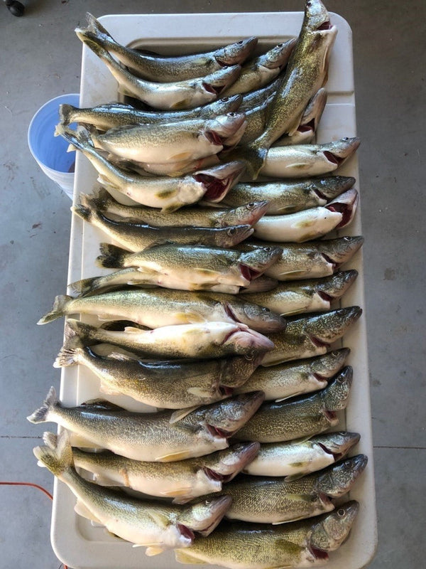 A catch of many walleye from the Detroit river and laid out on a white folding table.